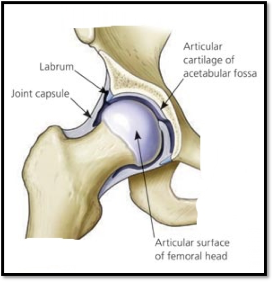 Best Hip Replacement Treatments in Surat Dr. Nandan Rao