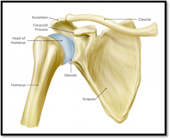 Best Shoulder replacement surgeon | Shoulder arthroscopy doctor in Surat